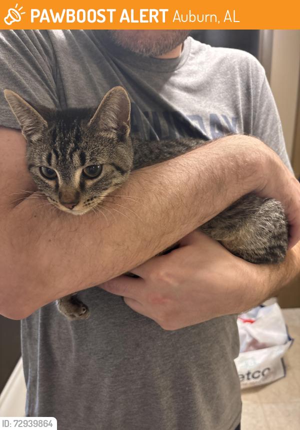 Found/Stray Male Cat last seen Cherry and Glenn, Auburn, AL 36830