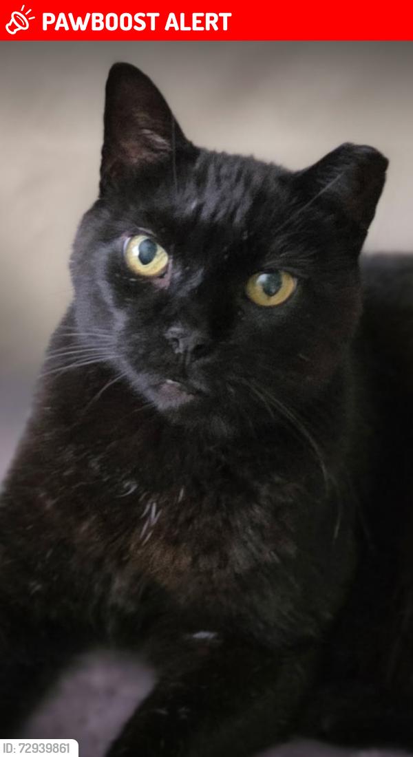 Lost Male Cat last seen Sugars bridge Rd, West Bradford Township, PA 19380