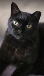 Lost Male Cat last seen Sugars bridge Rd, West Bradford Township, PA 19380