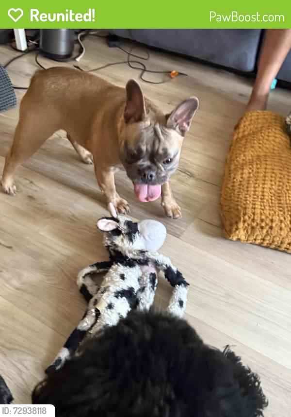 Reunited Female Dog last seen 68th and McClellan , Hollywood, FL 33024