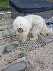 Reunited Male Dog last seen Wosley and Woodway, Fort Worth, TX 76133