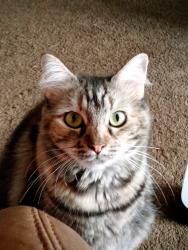 Reunited Female Cat last seen Ocean and pomona area, Long Beach, CA 90803