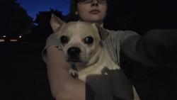 Reunited Male Dog last seen Corner of Weigold Ave and Dane Ave, Cincinnati, OH 45223