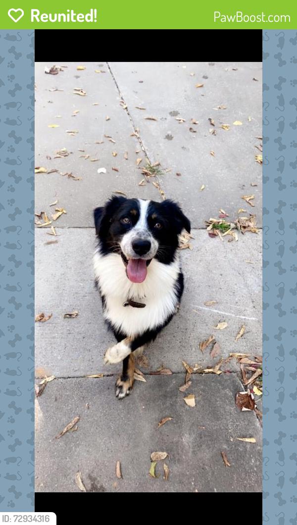 Reunited Male Dog last seen Off of 730 & veal station down Tucker and Deer valley rd , Parker County, TX 76085