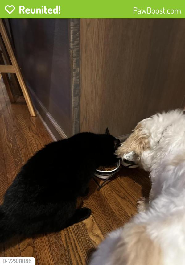 Reunited Male Cat last seen Severn Avenue, Rutherford Dr., Charlotte, NC 28210
