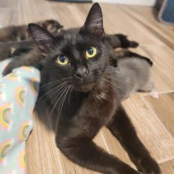Shelter Stray Female Cat last seen , Port Richey, FL 34653