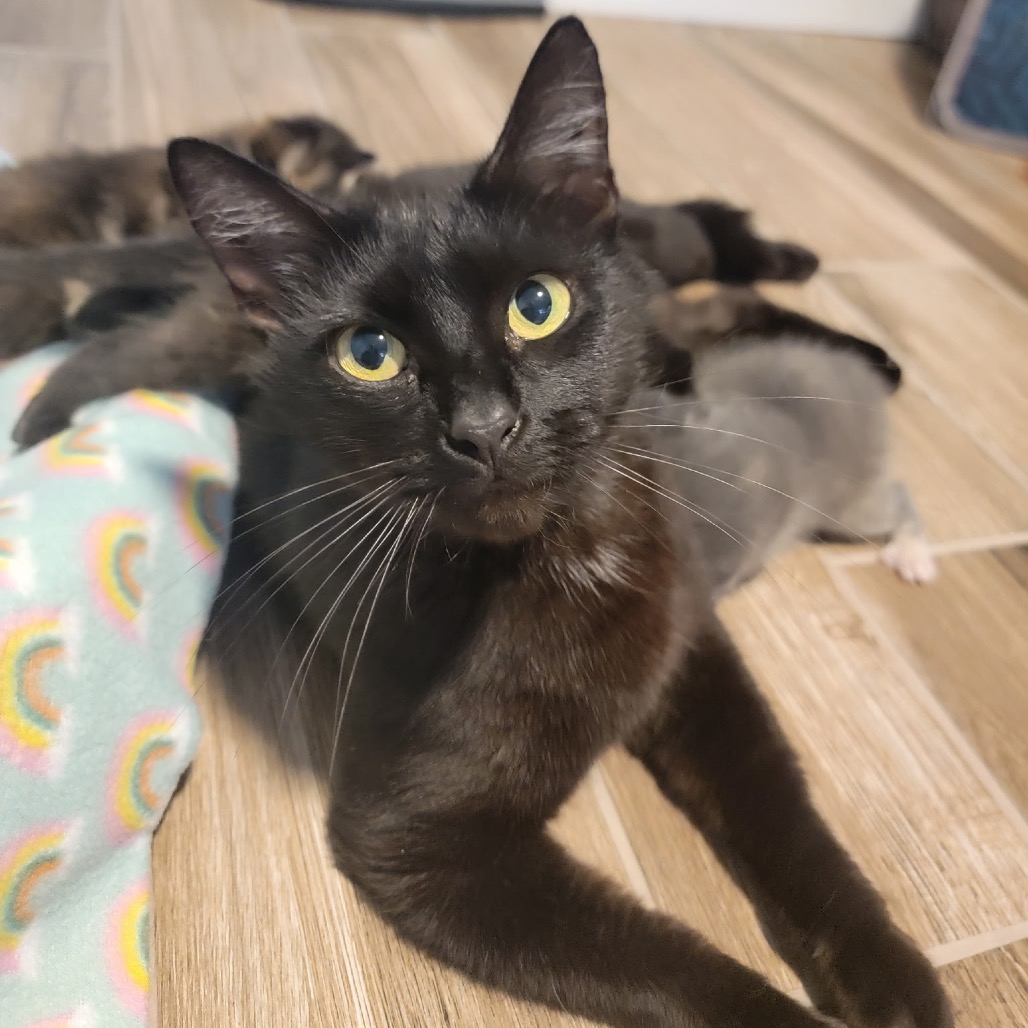Shelter Stray Female Cat last seen , Port Richey, FL 34653
