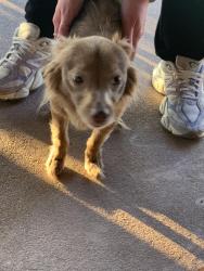 Found/Stray Male Dog last seen Deer Creek Drive, Crowley, TX 76036