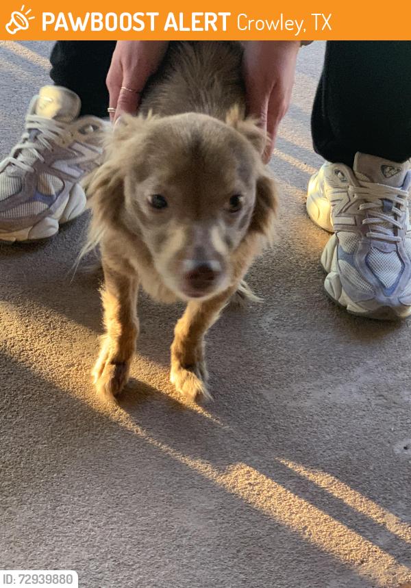 Found/Stray Male Dog last seen Deer Creek Drive, Crowley, TX 76036