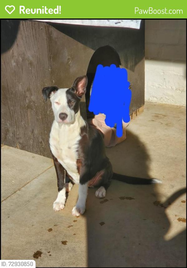 Reunited Female Dog last seen Chestnut ave and Kings canyon, Fresno, CA 93727