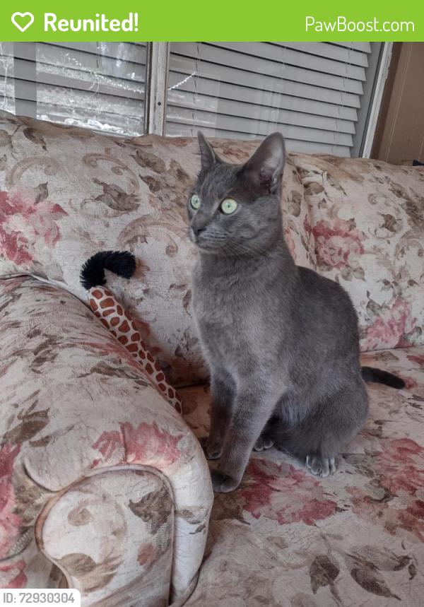 Reunited Male Cat last seen Near I-10 W, San Antonio, TX 78257, San Antonio, TX 78257