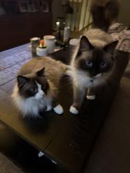 Reunited Male Cat last seen Larry Forrest Park, Somerset, WI 54025