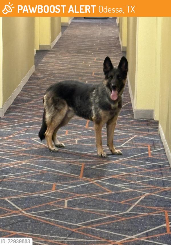 Found/Stray Male Dog last seen Candle wood Odessa , Odessa, TX 79761