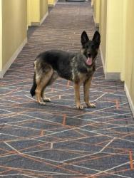 Found/Stray Male Dog last seen Candle wood Odessa , Odessa, TX 79761
