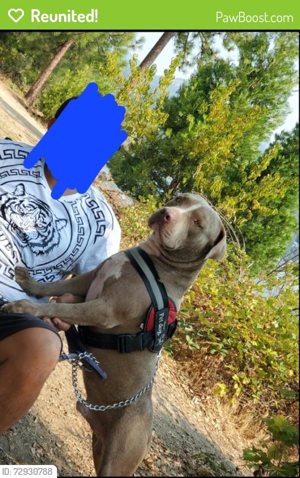 Reunited Male Dog last seen Chestnut ave and Kings canyon, Fresno, CA 93727