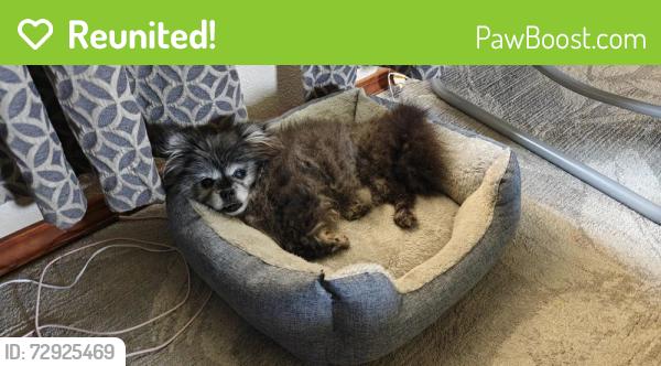 Reunited Female Dog last seen Thomas Jefferson high School , Auburn, WA 98001