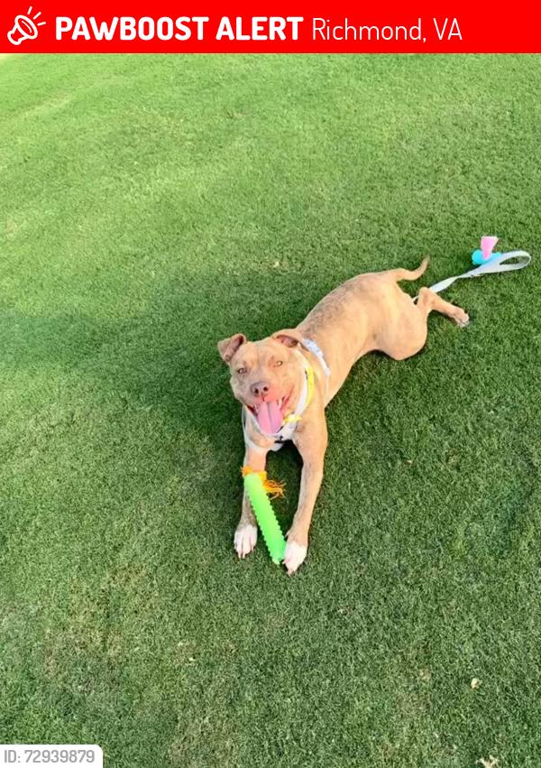 Lost Female Dog last seen Berryhill Rd, Wilton Rd, Richmond, VA 23231