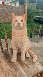 Lost Male Cat last seen S new braunfels, San Antonio, TX 78210