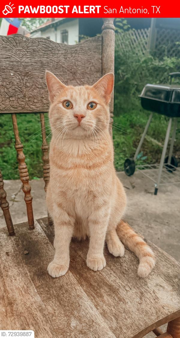 Lost Male Cat last seen S new braunfels, San Antonio, TX 78210