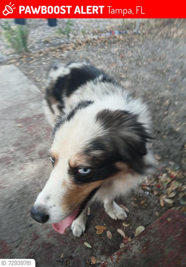 Lost Male Dog last seen Mlk Jr Blvd and harney rd, Tampa, FL 33610