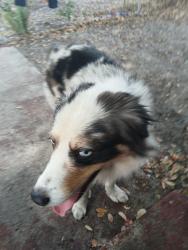 Lost Male Dog last seen Mlk Jr Blvd and harney rd, Tampa, FL 33610