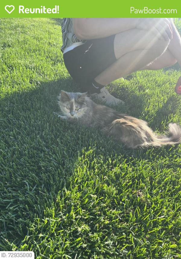 Reunited Unknown Cat last seen 70th street, Cottage Grove, MN 55016