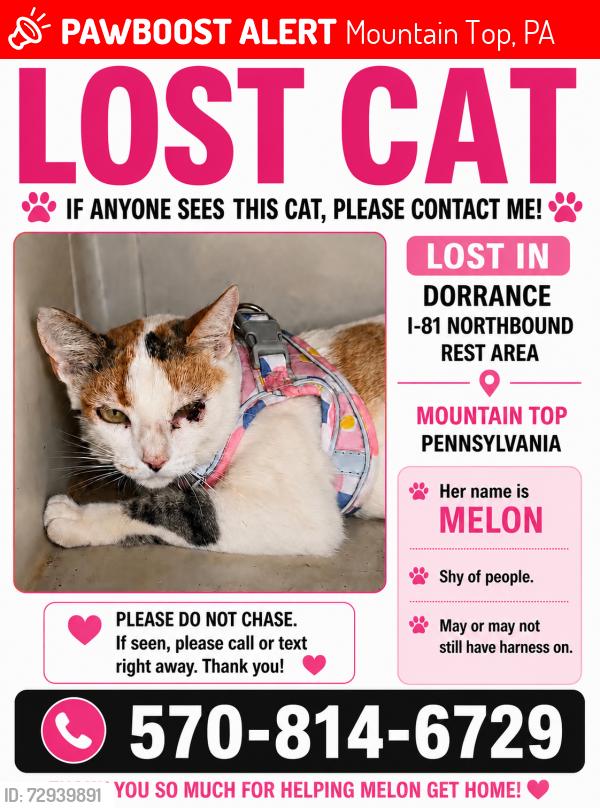 Lost Female Cat last seen Dorrance rest stop North , Mountain Top, PA 18707