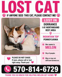 Lost Female Cat last seen Dorrance rest stop North , Mountain Top, PA 18707