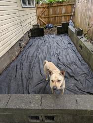 Found/Stray Female Dog last seen Gary Avenue , Fairfield, AL 35064