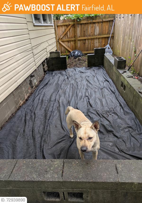 Found/Stray Female Dog last seen Gary Avenue, Fairfield, AL 35064