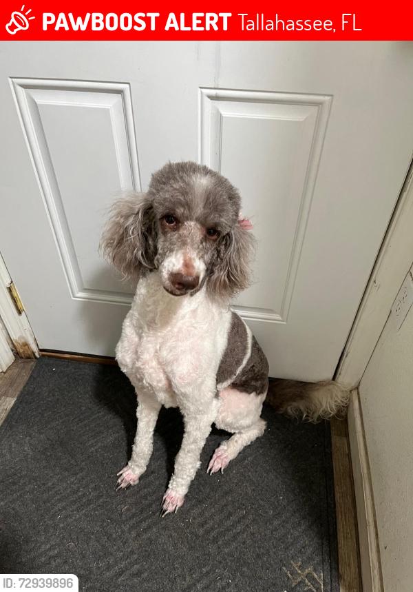 Lost Female Dog last seen Post oak dr, Tallahassee, FL 32310