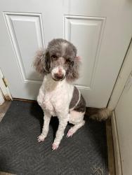 Lost Female Dog last seen Post oak dr, Tallahassee, FL 32310