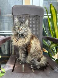 Lost Male Cat last seen Linda Ave and Sierra Vista Drive, La Habra, CA 90631