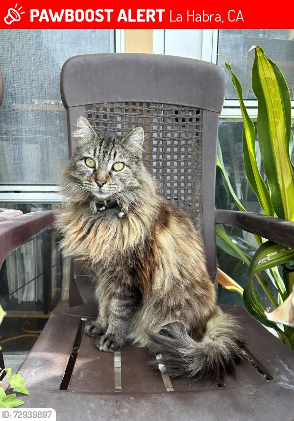 Lost Male Cat last seen Linda Ave and Sierra Vista Drive, La Habra, CA 90631