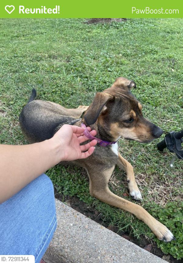 Reunited Female Dog last seen Rio grande ave , Houston, TX 77064