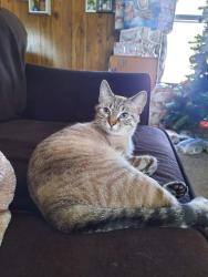Lost Female Cat last seen Hargrett st, Jacksonville, NC 28540
