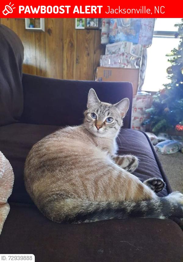 Lost Female Cat last seen Hargrett st, Jacksonville, NC 28540