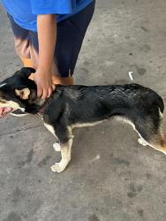 Reunited Male Dog last seen Near 50th street , Lubbock, TX 79414