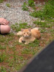 Reunited Unknown Cat last seen Howard Gap Rd, North Carolina, USA, Henderson County, NC 28792