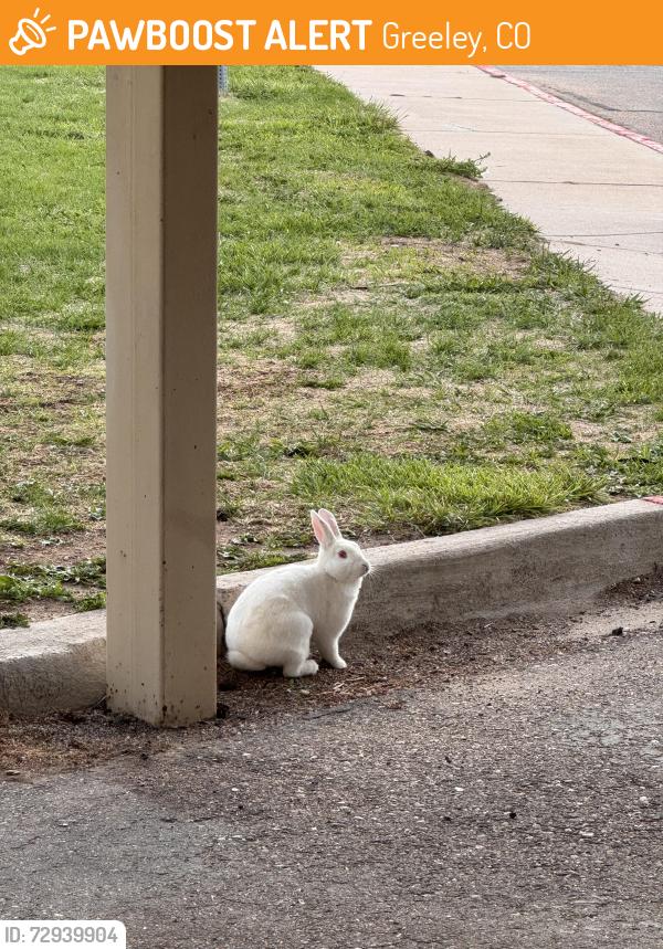 Found/Stray Unknown Rabbit last seen Creekstone apmts, Greeley, CO 80634