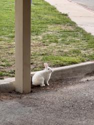Found/Stray Unknown Rabbit last seen Creekstone apmts, Greeley, CO 80634