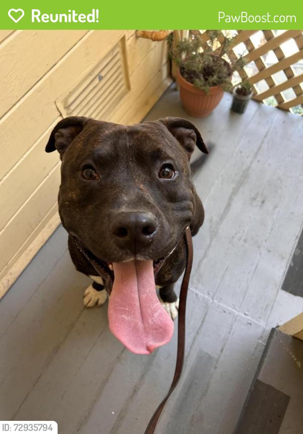 Reunited Male Dog last seen International Blvd & 4th Ave, Oakland, CA 94606