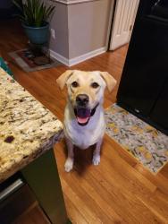 Reunited Male Dog last seen Circle K, Robeson Street, Fayetteville, NC 28305