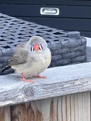 Found/Stray Unknown Bird last seen Edgemont , Edmonton, AB 