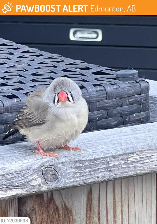 Found/Stray Unknown Bird last seen Edgemont , Edmonton, AB 