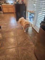 Reunited Female Dog last seen Christopher and victor Adelanto California, Adelanto, CA 92301