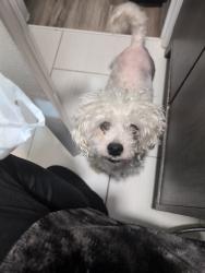 Lost Male Dog last seen Fillmore Street, Philadelphia, PA 19111