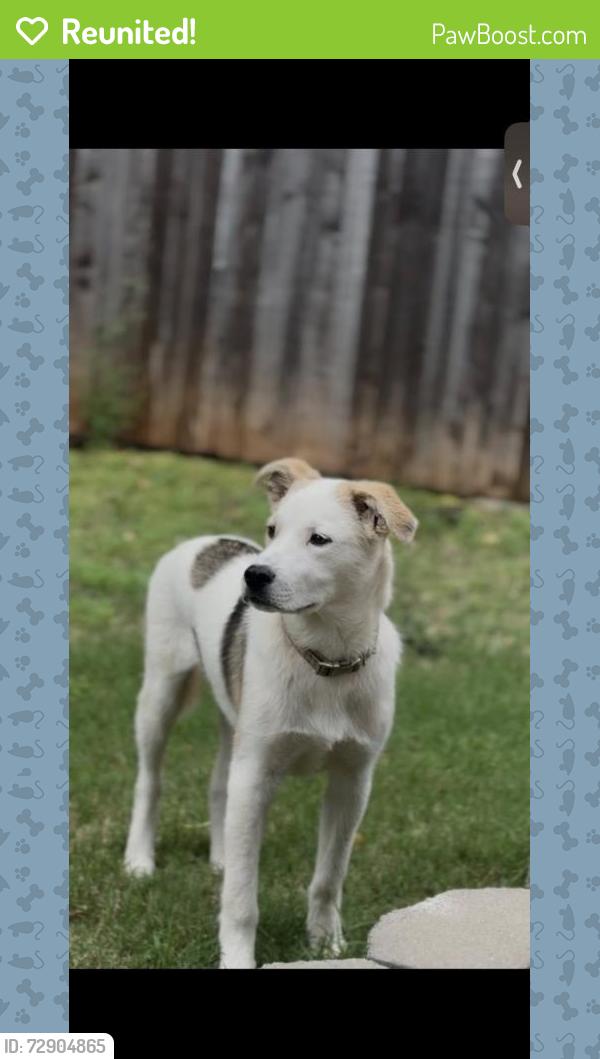 Reunited Male Dog last seen 119th and Western, Oklahoma City, Oklahoma City, OK 73102