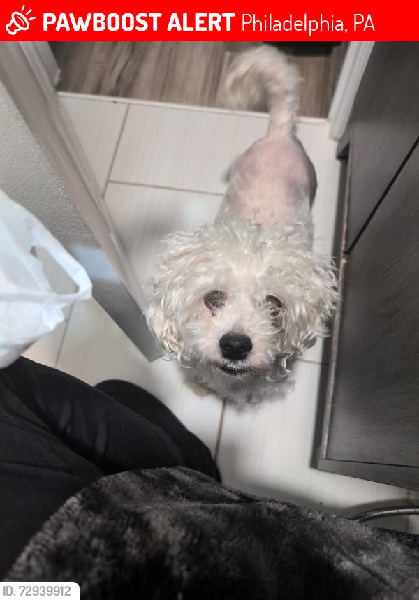 Lost Male Dog last seen Fillmore Street, Philadelphia, PA 19111