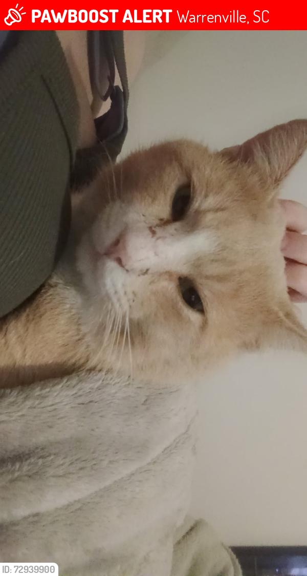 Lost Male Cat last seen Dollar general and circle k near archers crossing apmts, Warrenville, SC 29851